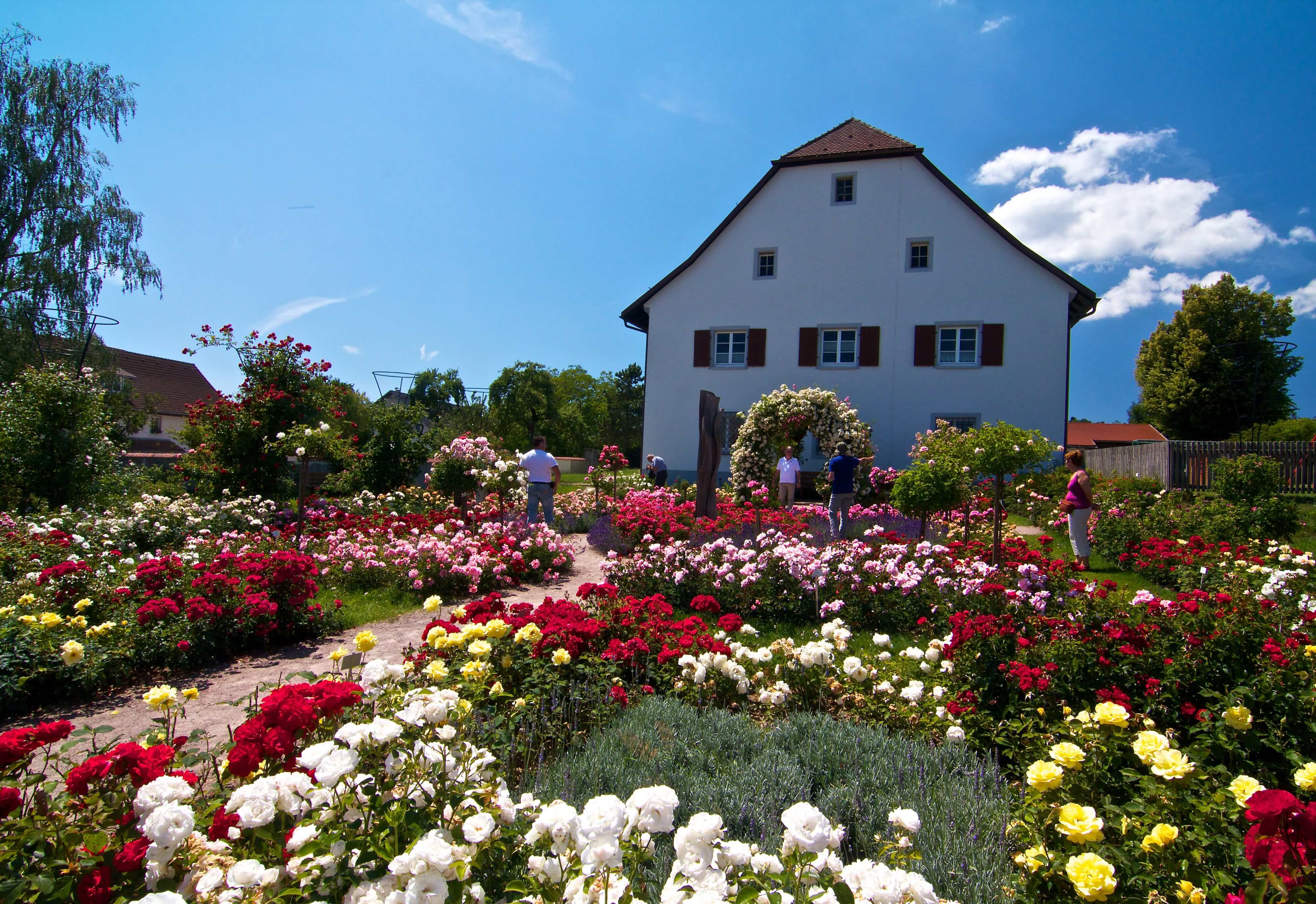 Rosengarten, Nöggenschwil, Rosen, FerienWelt, Südschwarzwald, Schwarzwald, Garten, Gärten, Haus