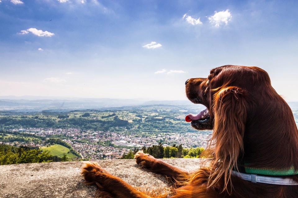 Auch Tanja Ecker's Hund genießt die unglaubliche Aussicht auf dem Turm der Burgruine Bärenfels in Wehr (Bild: Tanja Ecker)