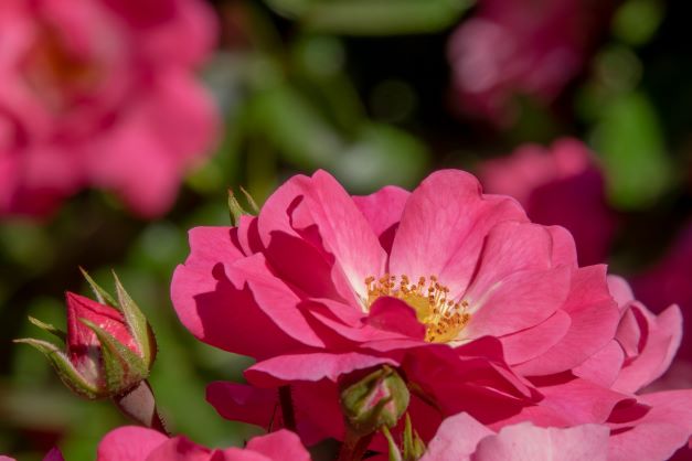 Ohne Fleiß, keinen Preis: Solche prächtigen Blüten im Rosendorf sind der Verdienst von vielen ehrenamtlichen Rosenpflegern aus Nöggenschwiel.